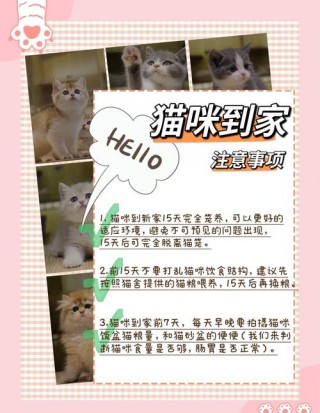 猫咪适应新环境的表现？猫咪新环境适应期多久（最新）