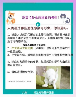 猫咪弓形虫怎么检查？猫咪弓形虫怎么检查可以用试纸检查（最新）