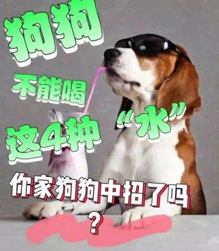 狗狗刚跑完可以喝水吗，（狗狗刚跑完能喝水吗）