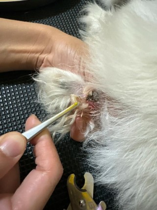 狗狗不剪指甲会怎么样，狗狗不剪指甲行吗？