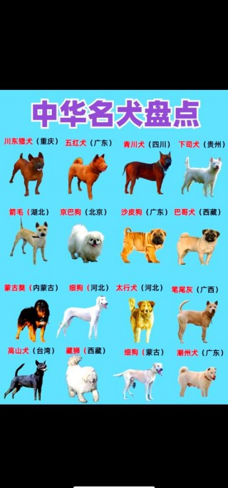 中国的狗狗有哪些品种，（中国的狗有几种）