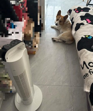 夏天狗狗能吹风扇吗？夏天狗狗能吹风扇吗视频（最新）