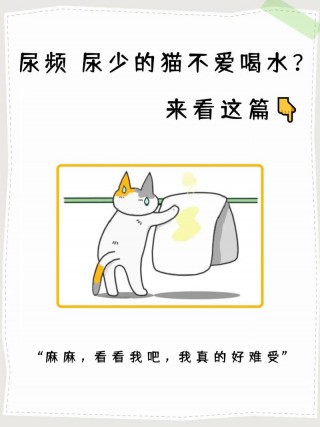 猫咪不喝水怎么办，（猫咪不喝水怎么办呢）