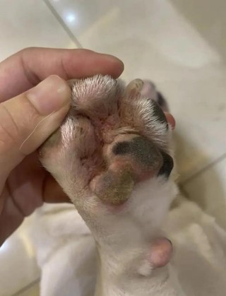 狗狗脚趾炎会自己好吗，狗狗脚趾炎注意事项？