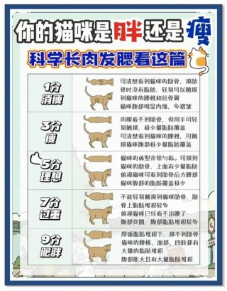 猫咪挑食太瘦怎么办？猫咪挑食咋整（最新）