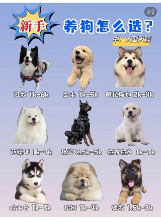 狗狗查细小多少钱，（狗查细小要多少钱）