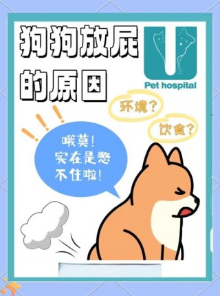 狗狗放屁是怎么回事，（狗狗放屁是什么情况）