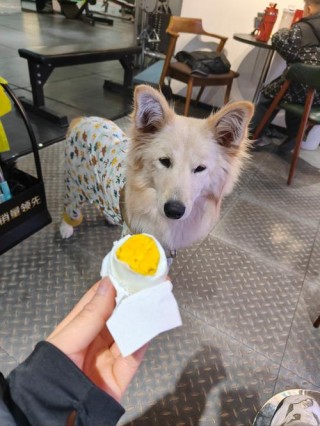 狗狗能天天吃蛋黄吗，（狗可以每天都吃蛋黄吗）