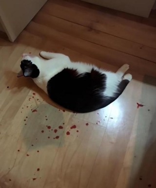 猫咪神经受损吃什么药？猫咪神经受损怎么治疗（最新）