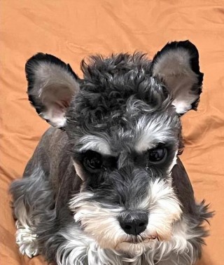 好听的狗狗名字霸气，（好听的狗狗名字霸气女）