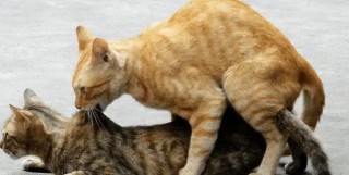 猫咪突然变得很凶，（猫猫突然变的很凶）