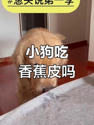 狗狗可以吃香蕉皮吗，狗子能吃香蕉皮不？