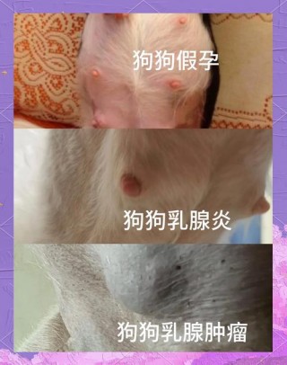狗狗得了乳腺炎怎么办，（狗狗乳腺炎怎么治疗方法）