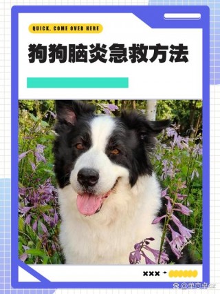 狗狗急性脑炎怎么抢救，（狗狗急性脑炎的早期症状）