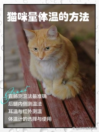 猫猫怎么量体温，（猫猫量体温放在哪里）