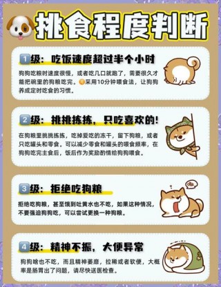 如何纠正狗狗不吃狗粮，怎么改正狗狗不吃狗粮？