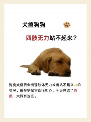 狗狗得犬瘟的原因，狗狗得犬瘟的前兆？
