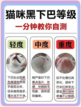 猫咪黑下巴怎么治，（猫咪黑下巴怎么治用什么药）