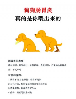 狗狗肠胃炎症状，狗狗肠胃炎症状吃什么药好得快？