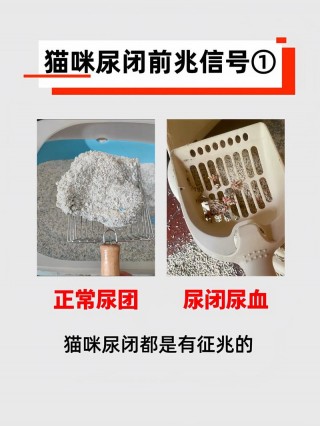 猫咪尿中带血是怎么回事，猫咪尿的有血丝因为什么？