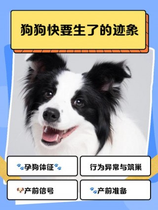 狗狗快生了有什么症状，（狗狗快生了有什么症状图片）