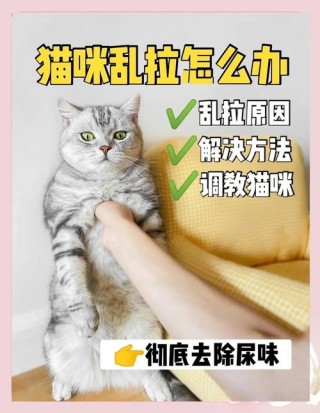 怎样防止猫咪乱尿？怎么防止猫随便尿（最新）