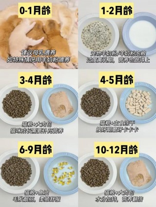 猫咪几个月可以吃肉，（猫咪几个月可以吃肉吗）