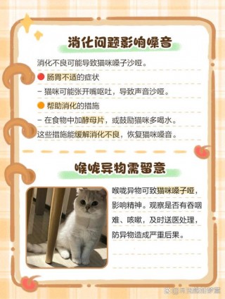 猫咪嗓子哑了怎么回事，猫叫声哑是猫瘟初期症状吗？