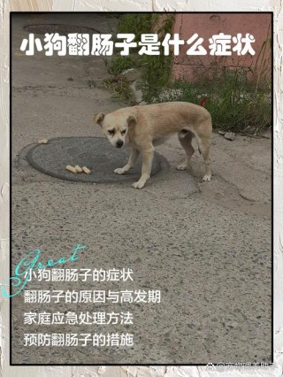 狗狗肠胃炎几天会自愈？狗狗肠胃炎多久恢复食欲（最新）