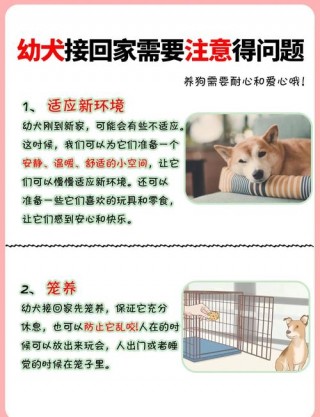 捡回来的狗狗怎么养？捡回的狗狗要怎么养（最新）