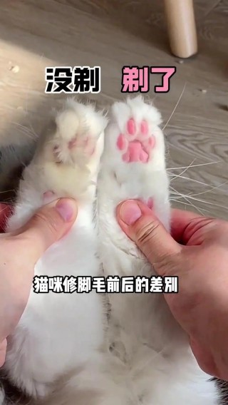 猫咪脚毛剪到什么程度，（猫咪脚毛剪太短怎么办）