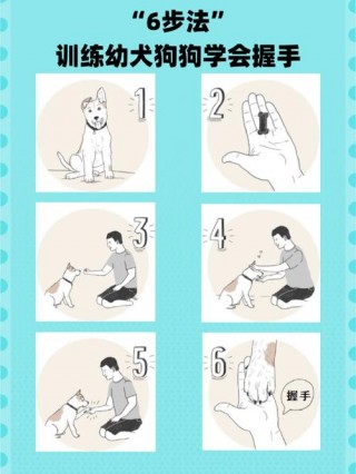 怎么让狗狗学会握手？怎么让狗狗学会握手视频（最新）