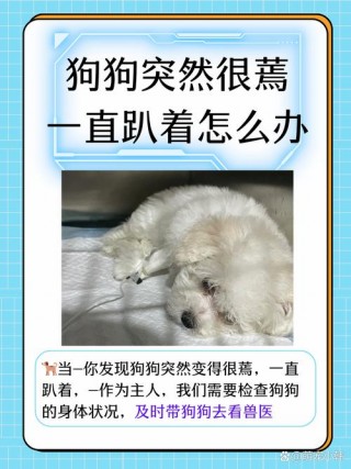 狗狗发抖是什么原因，（狗狗发抖是什么原因引起的）