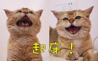 防止猫咪每天早上叫唤？防止猫咪每天早上叫唤的办法（最新）