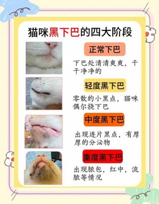猫咪黑下巴会疼吗？猫咪黑下巴会不舒服吗（最新）