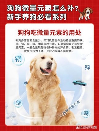 狗狗吃微量元素真的有用吗？狗狗吃微量元素真的有用吗视频（最新）
