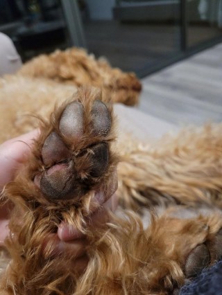 狗狗脚掌划破了怎么办？狗狗脚掌划破了怎么办用什么药（最新）