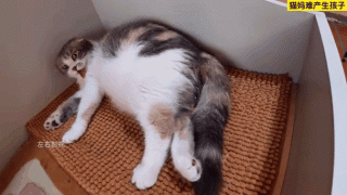 猫咪怀孕可以打掉吗？猫怀孕了能不能打掉（最新）