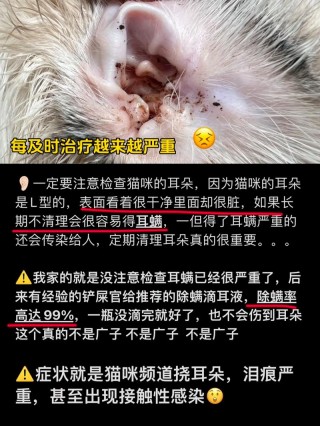 猫咪耳螨会传染给人吗，猫咪耳螨会传染给人吗怎么治疗？