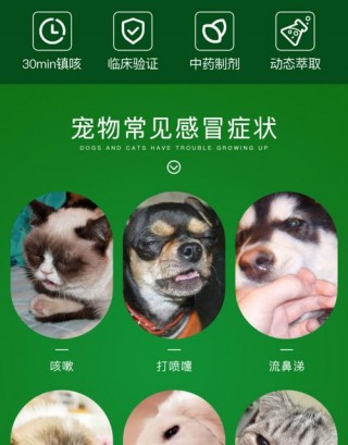 狗狗流清鼻涕吃什么药，（狗狗打喷嚏流鼻涕怎么办吃什么药）