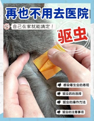 猫咪做一次驱虫多少钱，宠物猫做一次驱虫多少钱？