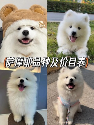 萨摩耶狗狗多少钱一只，萨摩耶犬多少钱一只正常价？