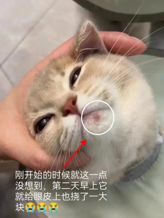 猫咪不爱干净怎么办，（猫咪不爱干净总往脏的地方跑怎么办）