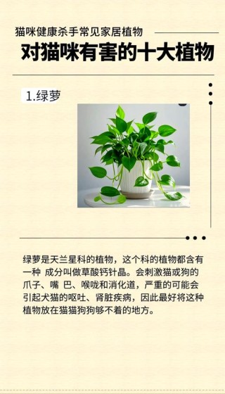 猫咪喜欢吃什么草？猫咪喜欢吃哪种草（最新）