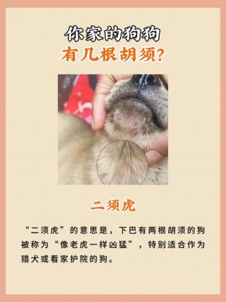 狗狗的胡须有什么用？狗狗的胡须有什么用?可以不可以剪掉呢?（最新）