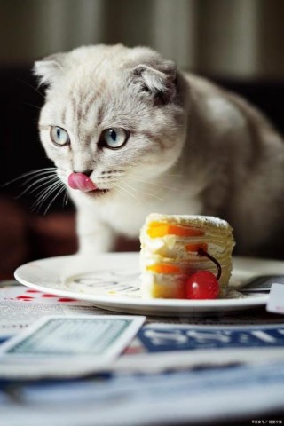 猫咪可以吃奶油蛋糕吗？狗狗可以吃蛋糕奶油吗（最新）