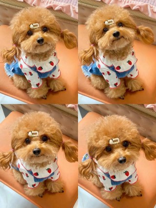 泰迪狗狗多少钱一只，泰迪狗狗多少钱一只哪里有卖？