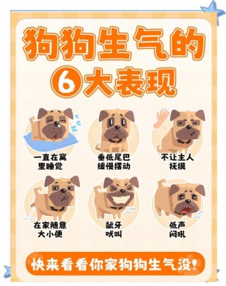 狗狗不开心的表现？狗狗不开心的表现图片（最新）