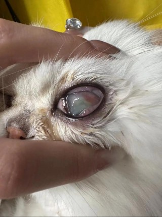 猫咪软骨病能治好吗，（猫咪软骨病能治好吗要多少钱）