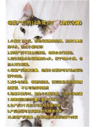 猫咪生产后注意事项，（猫咪生产后如何护理）